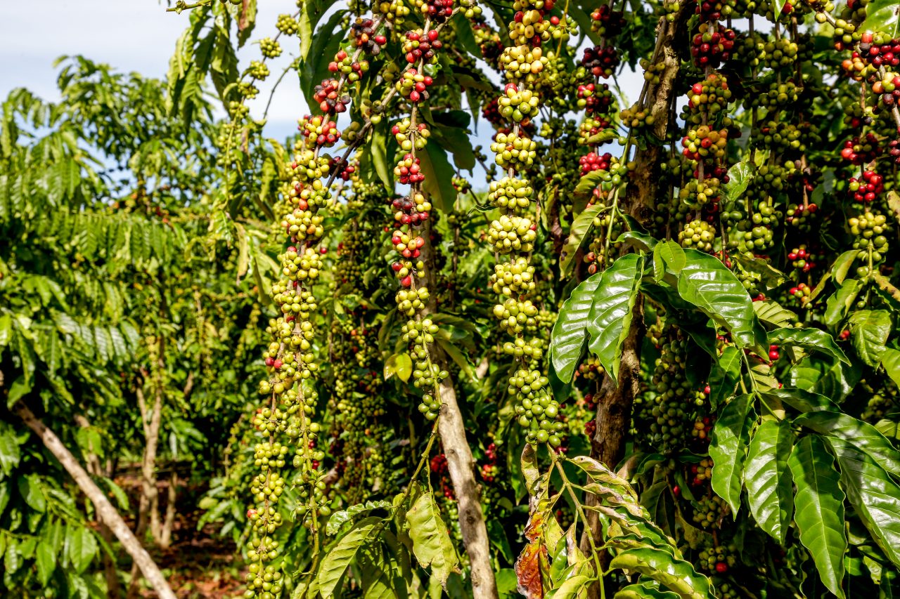 Estados produtores de café conilon já iniciam a colheita do grão
