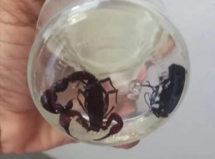 Cuidados com animais peçonhentos durante período de chuvas são orientados pelo governo de RO