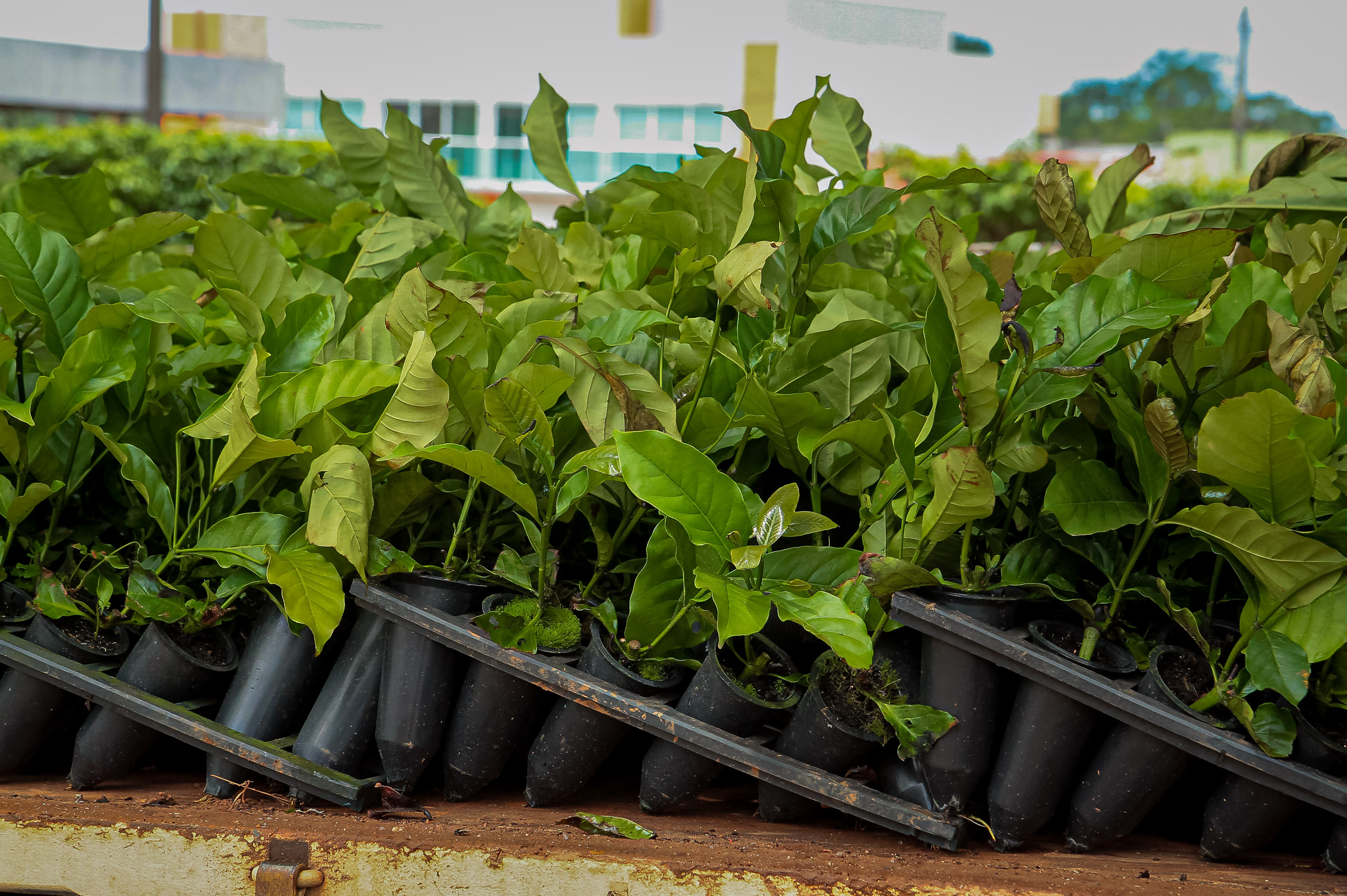 Distribuição de mudas com melhoramento genético contribui para lavouras mais produtivas, sustentáveis e lucrativas