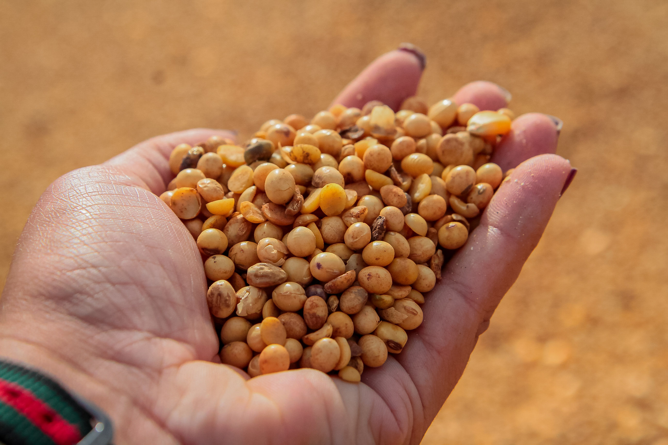 A soja liderou em volume, com 2.659.611 toneladas exportadas, principalmente para China, Espanha e Turquia