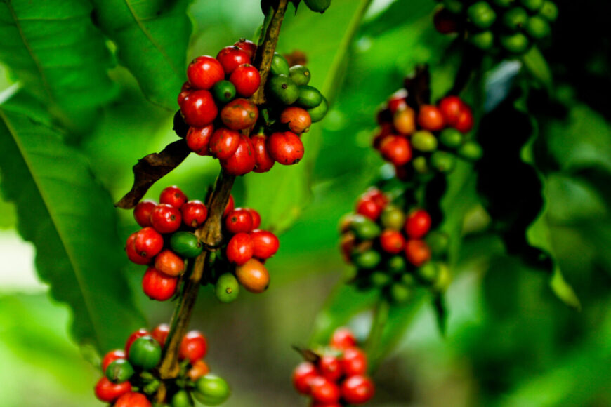 Novo preço mínimo para a saca de café conilon robusta de Rondônia durante a  safra de 2021/22 é estabelecido