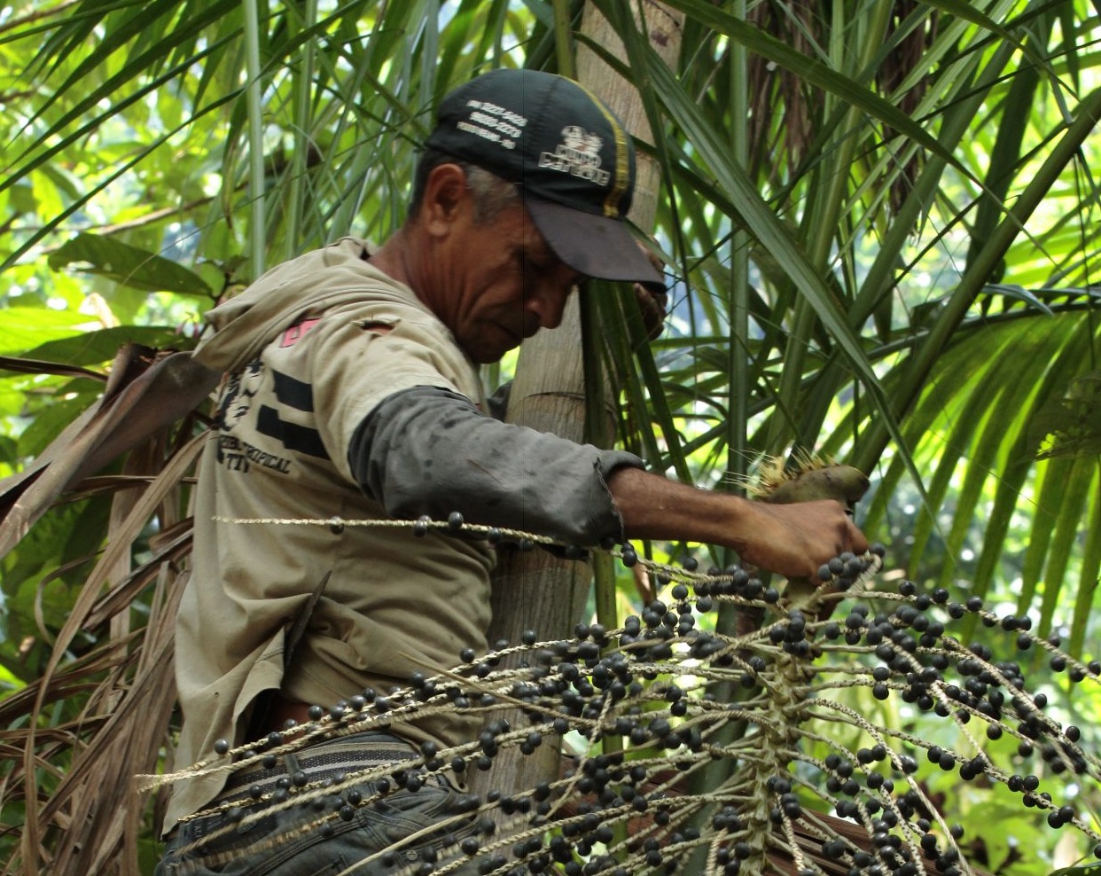 Orientações reforçam cuidados no preparo do açaí para garantir segurança alimentar em Rondônia