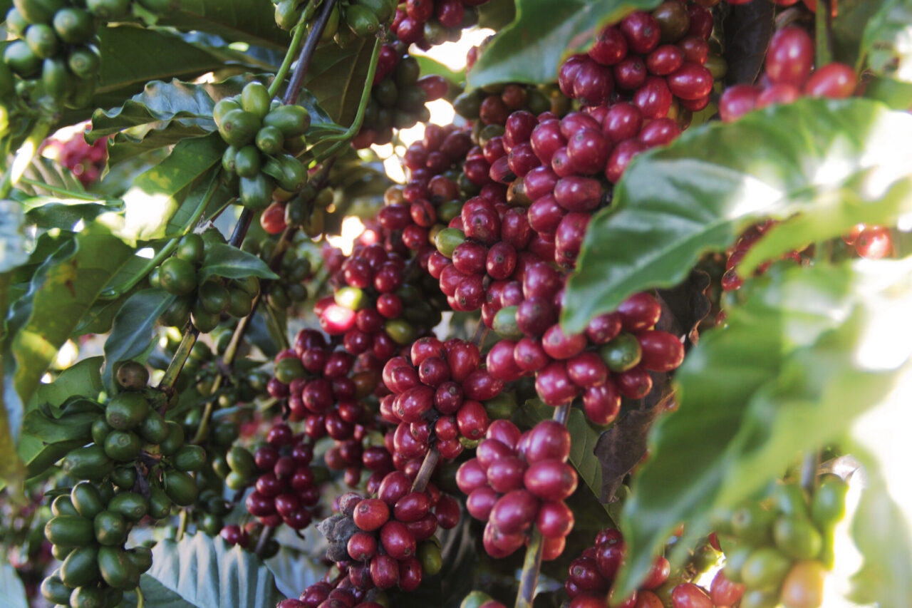 Chamamento público credencia fornecedores de Café Robusta Amazônico para Secretaria de Finanças