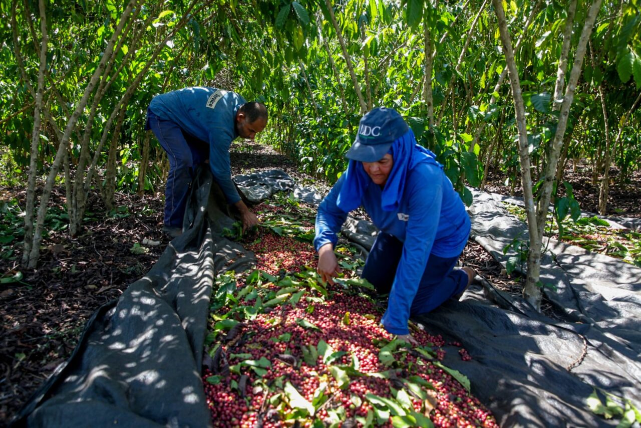Governo de RO comemora o Dia Mundial da Agricultura e destaca a força do campo no desenvolvimento do estado
