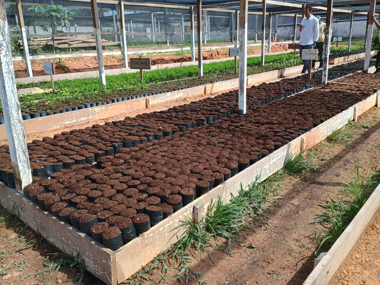 O viveiro comporta mudas de plantas frutíferas e nativas