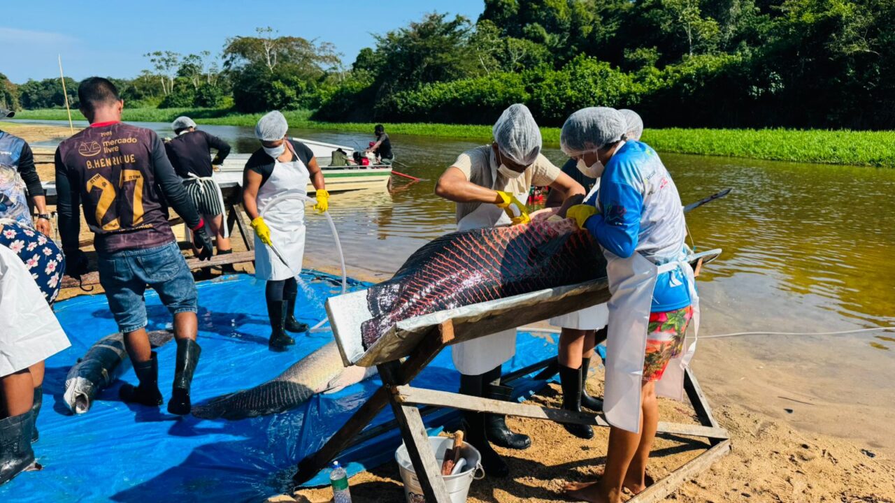 Até a próxima semana, a expectativa é alcançar cerca de 5 toneladas de peixes