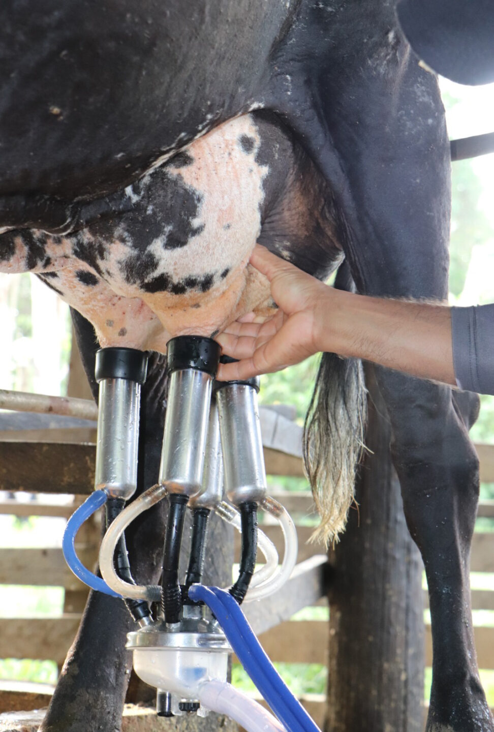 Governo de RO promove reunião para reativação da Câmara Setorial do Leite, no dia 20 de fevereiro