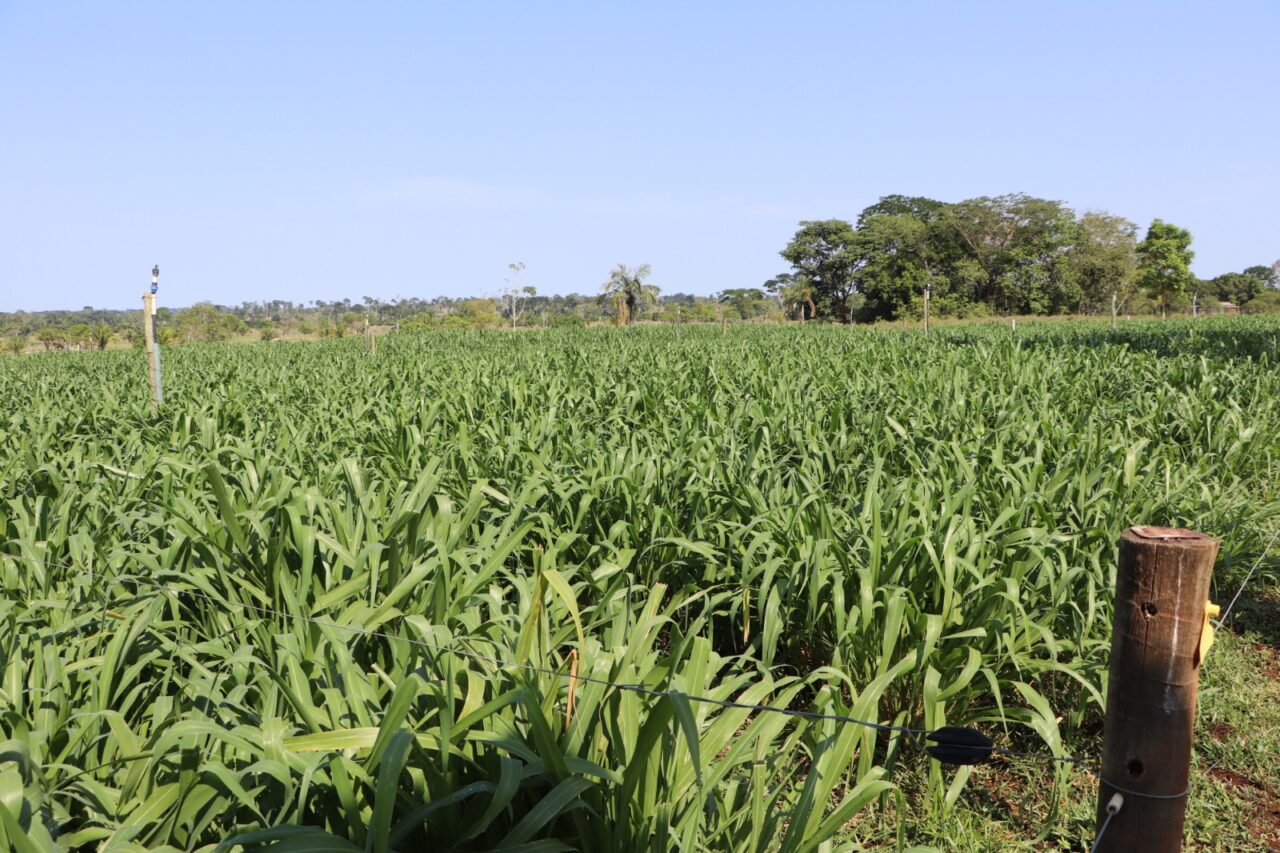 O piqueteamento oferece vantagens como aumento da produção por área gerando lucro para a família