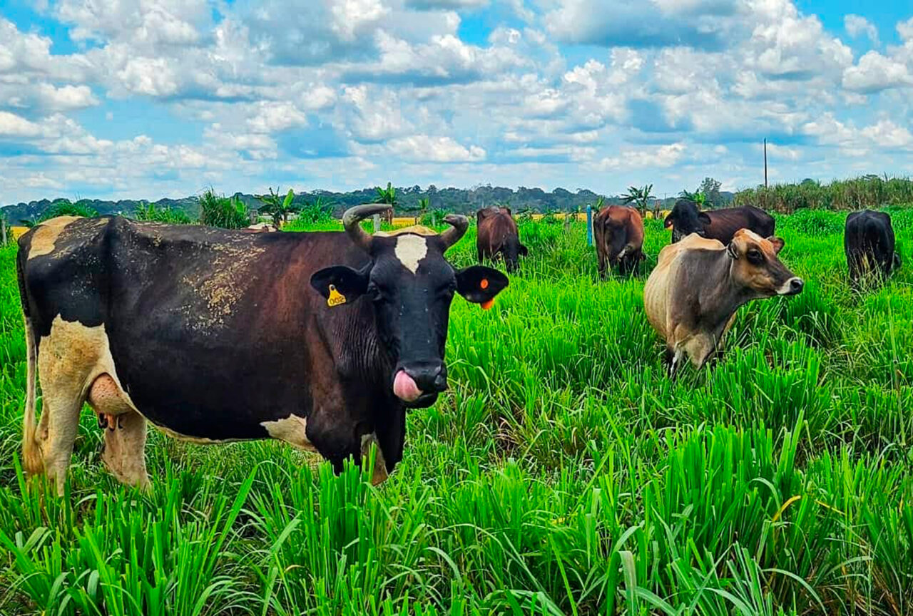 Machadinho do Oeste conta com 1,6 mil propriedades cadastradas e produção média de 80,5 mil litros/leite/dia