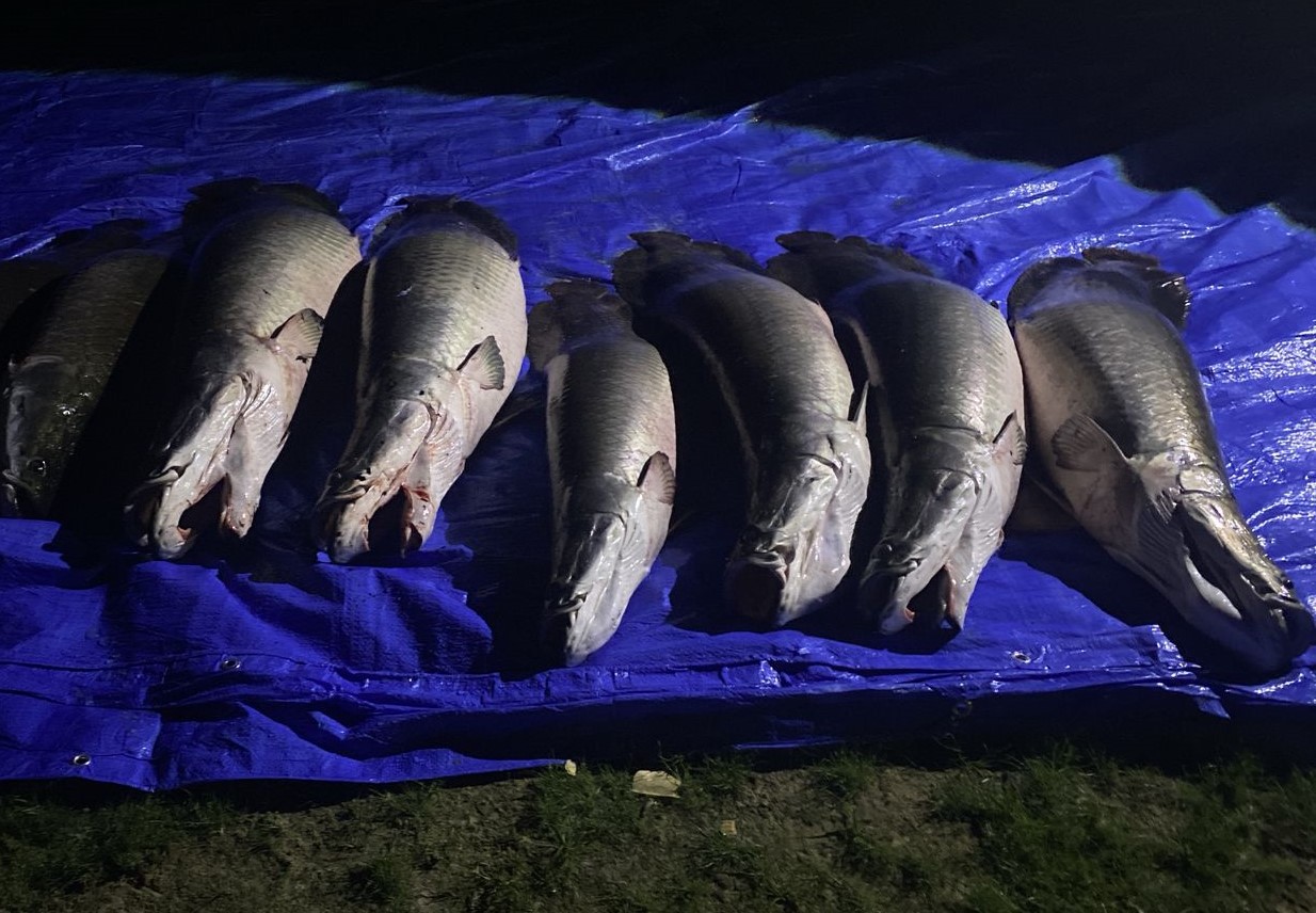 A expectativa é de que, até o término desta etapa o volume total capturado ultrapasse 8 mil quilos