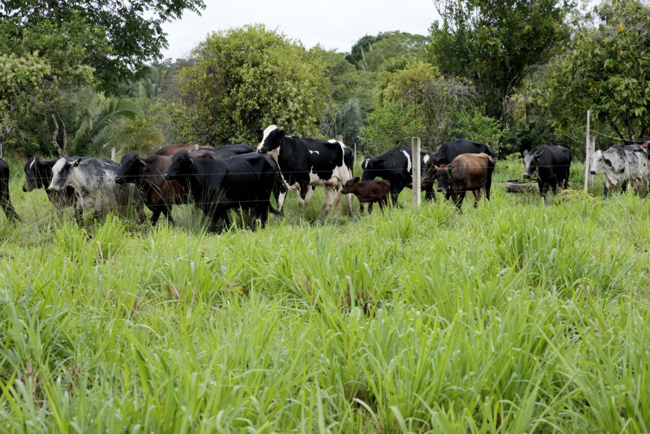 Programa estadual fortalece pecuária leiteira e aumenta produtividade na agricultura familiar em Rondônia