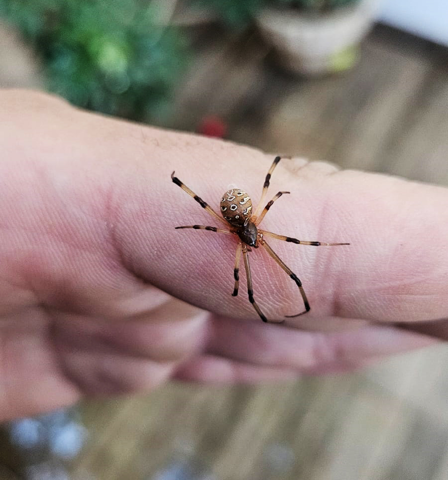 Orientações e vigilância ampliam ações de prevenção do governo de RO contra acidentes com animais peçonhentos