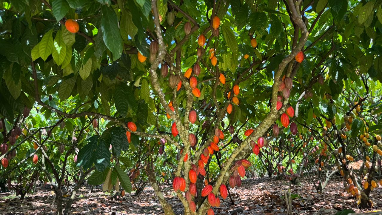 Início da Colheita do Cacau em Rondônia acontece em Jaru nesta sexta-feira, 27