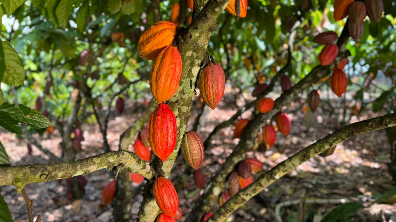 Reunião Ordinária da Câmara Setorial do Cacau de Rondônia acontece no dia 19 de fevereiro, em Porto Velho