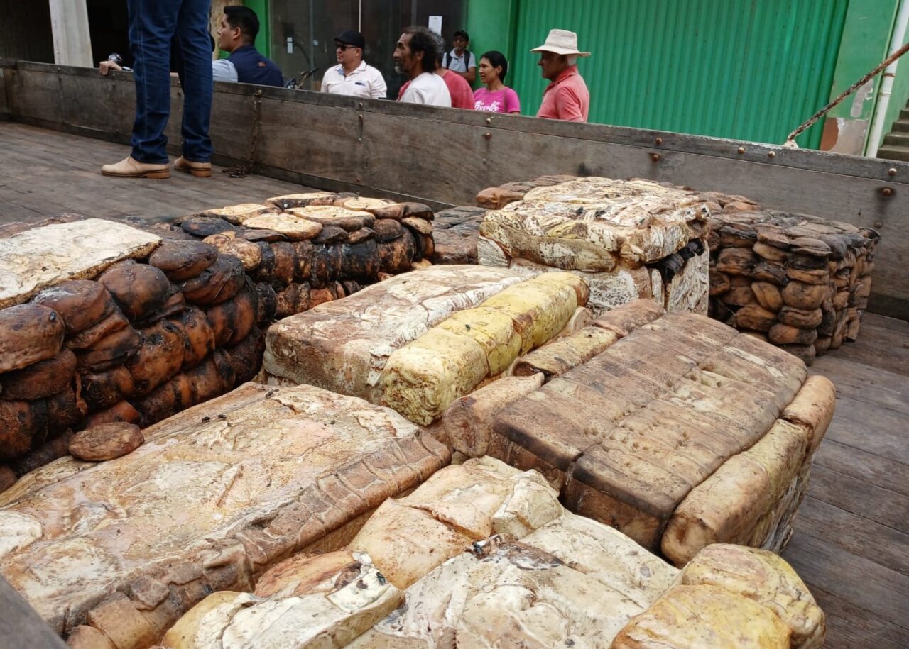 Extrativismo sustentável é impulsionado pelo governo de RO com comercialização de borracha em Unidades de Conservação