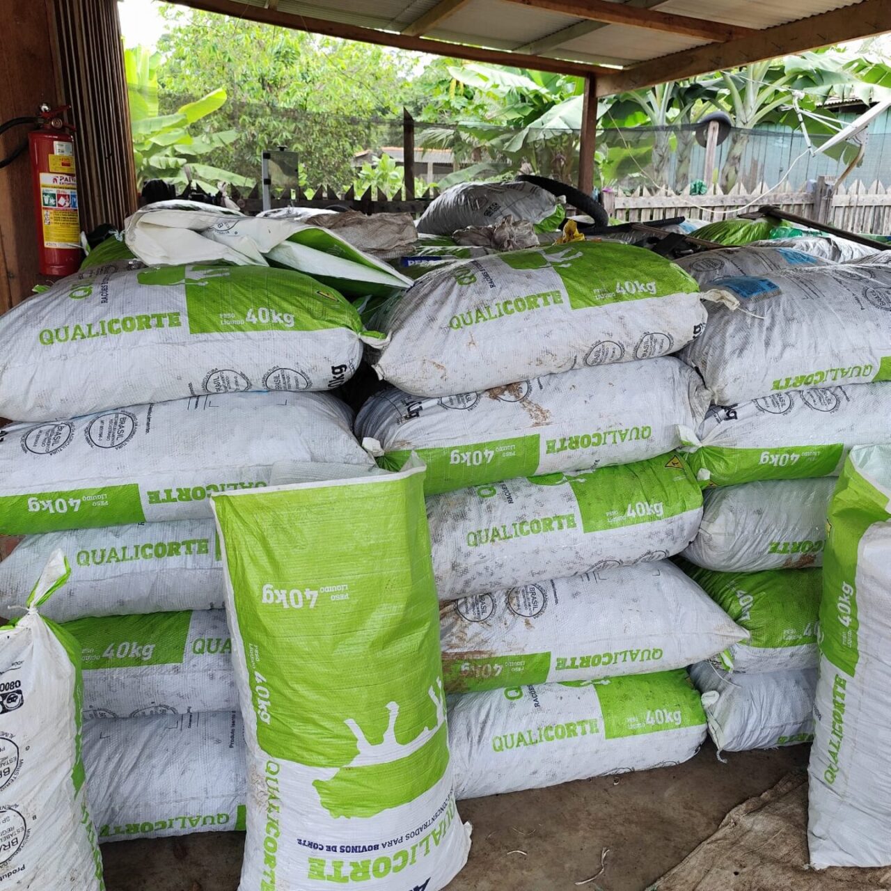 Estima-se uma produção aproximada de 140 mil toneladas apenas na Resex do Rio Cautário