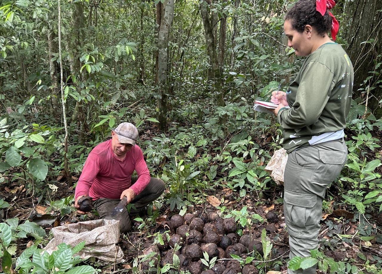 Castanha-da-Amazônia fortalece economia durante a safra 2026 nas Reservas Extrativistas de Rondônia