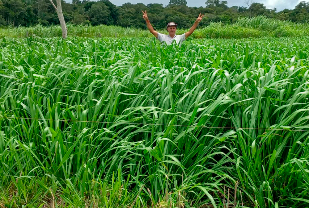 Gestão e tecnologia transformam propriedade de Itapuã do Oeste em referência na pecuária leiteira familiar