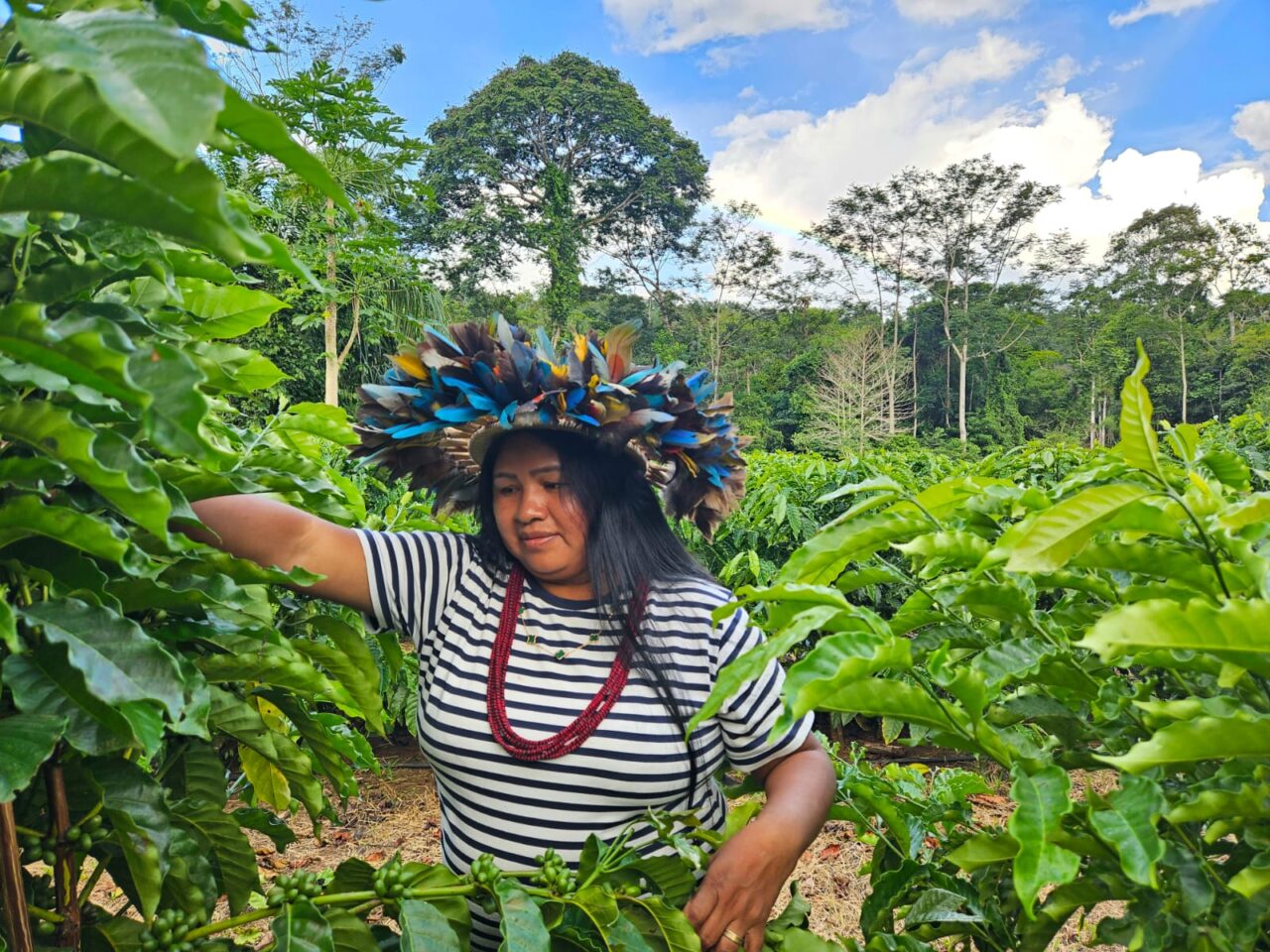 A cafeicultura está em evidência também entre os produtores indígenas