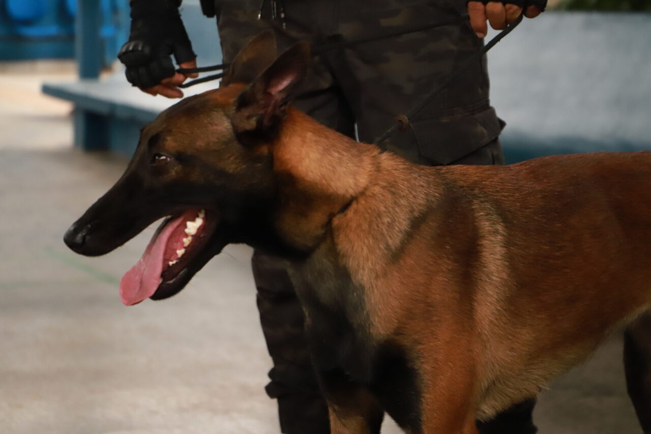 O cão policial “Bazuca” foi apresentado aos estudantes