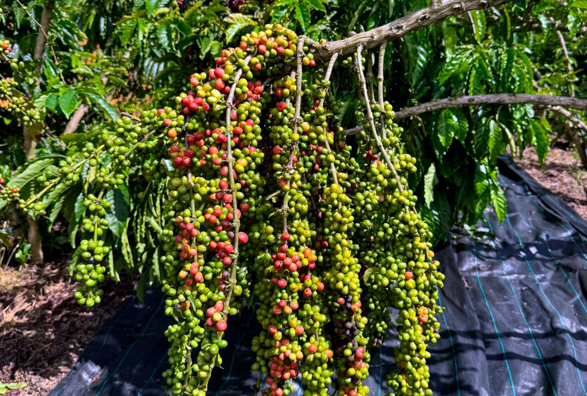 Tecnologia, manejo eficiente e assistência técnica elevam o padrão da cafeicultura em Rondônia