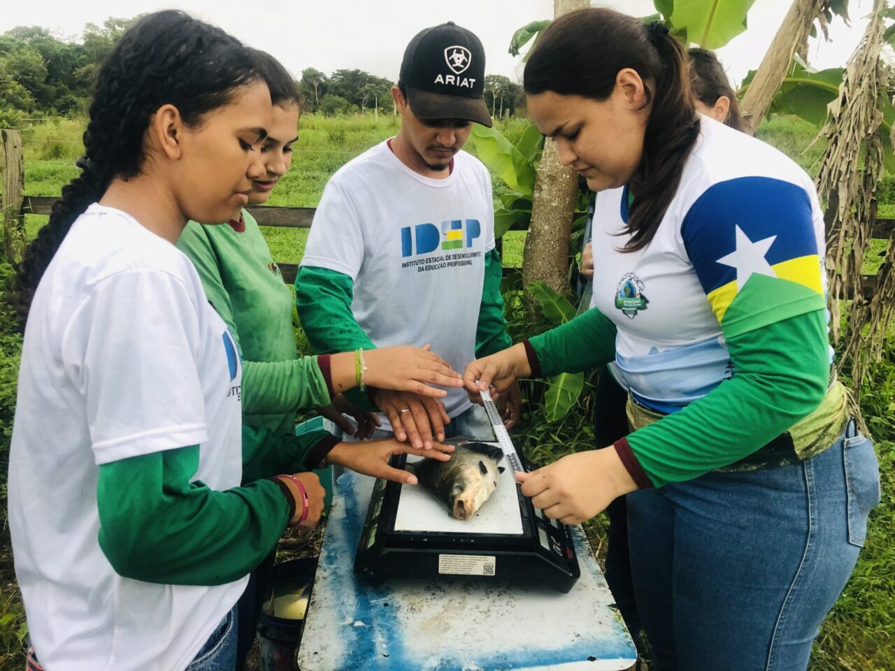 Estudo do tambaqui, valioso produto de exportação de Rondônia