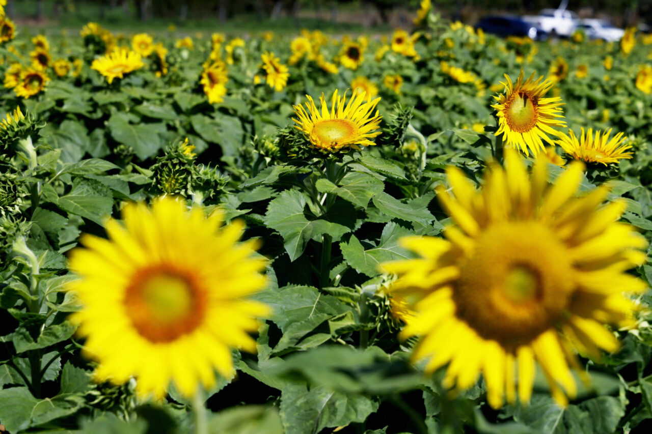 Campo dos Girassóis