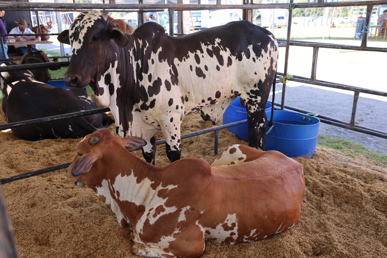 13ª edição da Rondônia Rural Show Internacional conta com variados pavilhões temáticos, entre eles o Pavilhão da Bovinocultura Leiteira