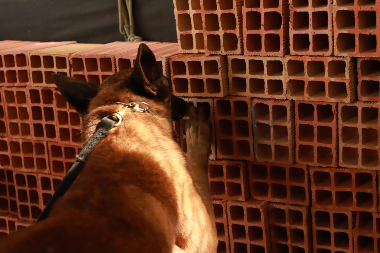 Cães treinados atuam na detecção de ilícitos 