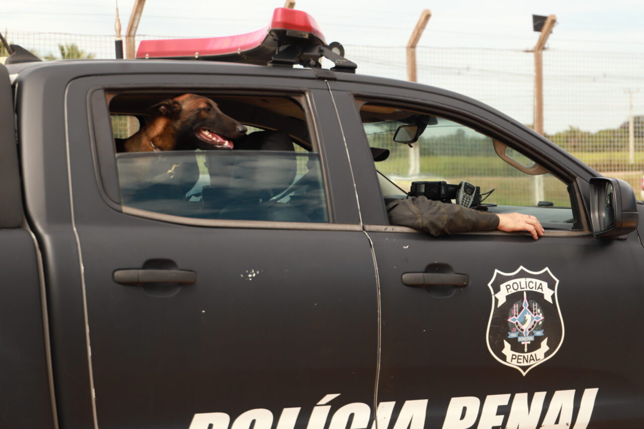 Cães treinados do Grupo de Ações Penitenciárias fortalecem atuação na segurança prisional